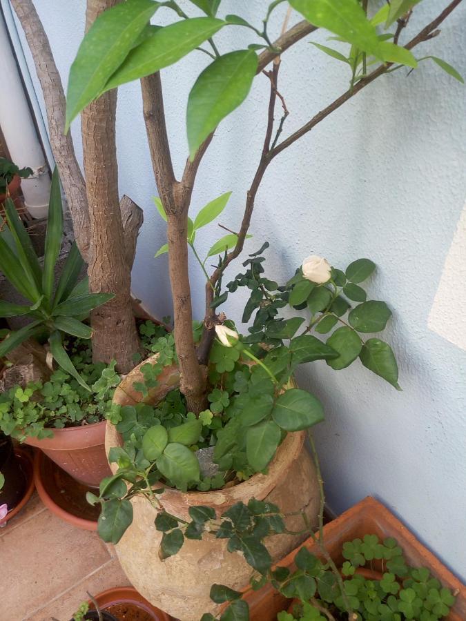 I Tre Scalini Bed & Breakfast Stintino Dış mekan fotoğraf